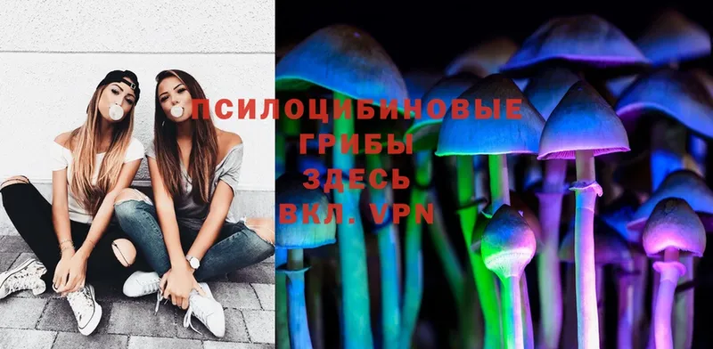 Галлюциногенные грибы Psilocybe  закладки  Кашин 